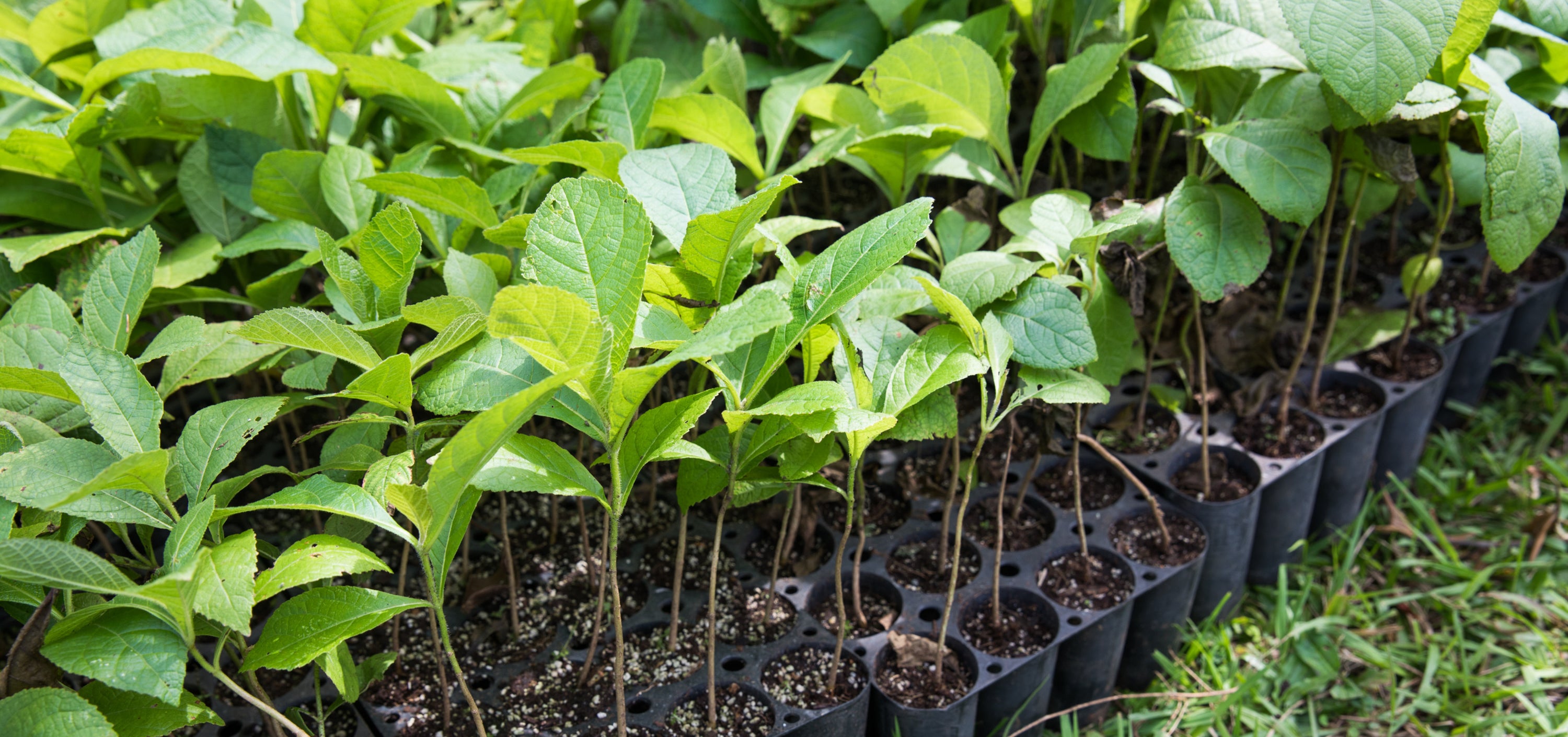 Saplings ready to be planted. 