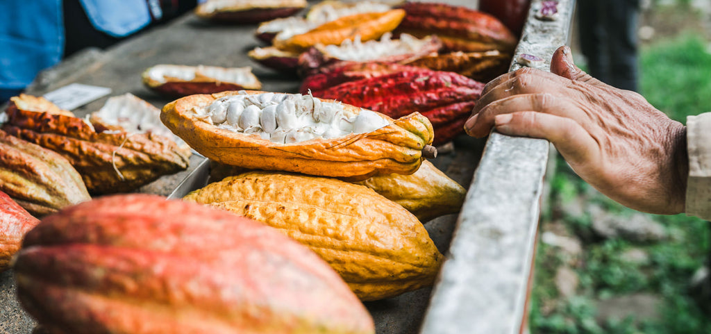 A coca pod drying. 